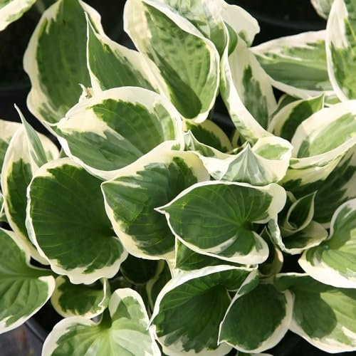 Plant Theory Patriot Plantain Lily Perennials Flowering Plants Hosta 2L Pot