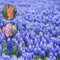 20 piezas bulbos de flores bulbos de jacinto - plantas plantas de balcón resistentes bulbos de floración temprana, Hyacinthus orientalis, regalos ecológicos para techos de plantas para