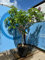 Feigenbaum - 30 jahre alt - Ficus Carcia - Obstbäume - Brown Turkey - Feigenbaum winterhart - Garten - 220 cm inklusive Topf