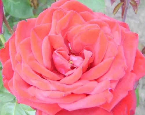 'Loving Memory' Potted Standard Rose Tree Budded at 100cm - Red Blooms - Lovely Gift Idea