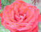 'Loving Memory' Potted Standard Rose Tree Budded at 100cm - Red Blooms - Lovely Gift Idea