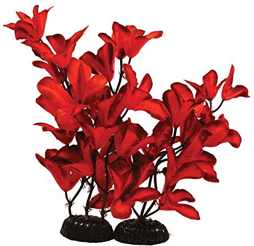 Glandulosa Red Silk Like Plant 13cm by KenKoi