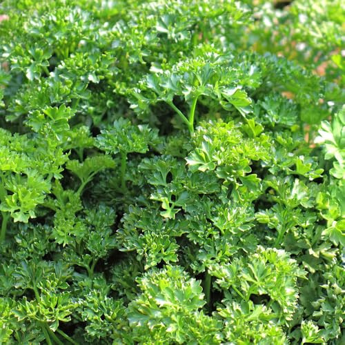 Parsley 'Envy' Value Plug Plants x 5. Culinary herb. Curly leaf parsley. Available from Bedwen Plants.