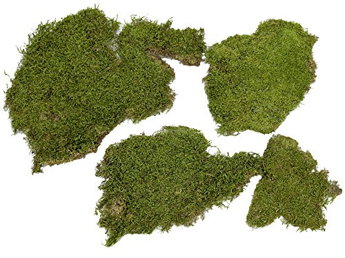 Plattenmoos 500 g, natur