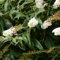 90 pcs schmetterlingsflieder samen sommerflieder saat wildblumensamen mehrjährig danke geschenk dachbegrünung blumendeko gewächshaus balkon gartenblumen gartenarbeit