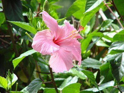 Hibiskus Farbmix hibiscus syriacus 20 Samen