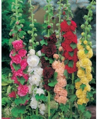 Hollyhock Chater's Double Mixed Perennial Garden Plug Plants Pack x6