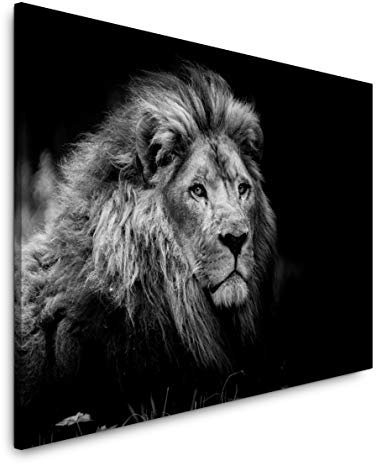 Paul Sinus Art Löwen Portrait 180 x 120 cm Inspirierende Fotokunst in Museums-Qualität für Ihr Zuhause als Wandbild auf Leinwand in XXL Format