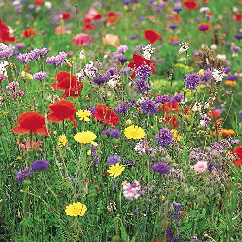 Suttons Wildflower Collection, Flower Collection, Flower Seeds, Bold and Beautiful Flowers, Hardy Annual, Easy to Grow,