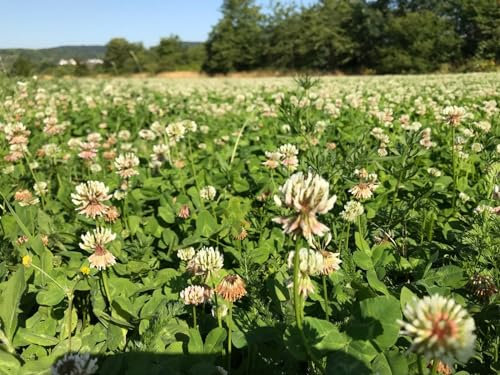 Heinrichs Agrar Weißklee Weissklee 2kg Saatgut Bienenweide Kleesaat Trifoli Futterklee aus der Layenmühle