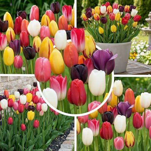 FLORIUM Tulpenzwiebeln Darwin Hybrid Mix – 25 Stück, Winterhart | Mehrjährig, pflanzfertige Tulpenzwiebeln, Frühlingsblüher für Garten, Beet, Balkon und Kübel, keine Samen