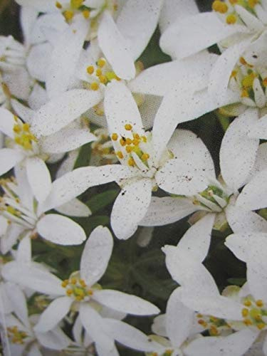 Choisya ternata White Dazzler - Orangenblume White Dazzler - immergrün - duftend -