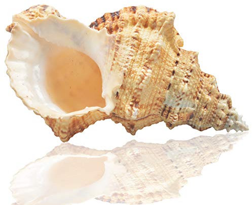 Jangostor Große natürliche Muschelschalen, 17-20 cm Riesige Ocean Muschel Jumbo Muscheln Perfekt für Hochzeitsdekor Beach Themenparty, Wohndekorationen, DIY-Kunsthandwerk, Muschel sammler (5)