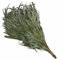 Dufte Momente | 1 x Eukalyptus Reisig, Wenik, Quast für Sauna, Banja | aus Ernte 2024 | einzeln verpackt und luftgetrocknet | mehrfach verwendbar | Länge ca. 50-60cm, Gewicht ca. 190g