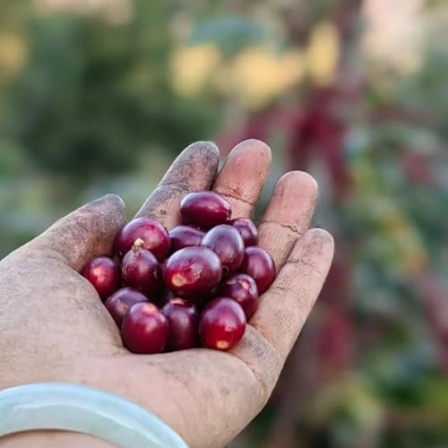 10 pcs Kaffeepflanze Samen, Kaffeesamen, geschenke winterharte pflanzen, grünpflanzen zimmerpflanzen, Coffea arabica Pflanze, pflanzen für sonnige plätze bäume kaufen nachhaltigkeit