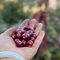 10 pcs Kaffeepflanze Samen, Kaffeesamen, geschenke winterharte pflanzen, grünpflanzen zimmerpflanzen, Coffea arabica Pflanze, pflanzen für sonnige plätze bäume kaufen nachhaltigkeit