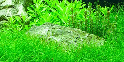 ELEOCHARIS PARVULA - Dwarf Hairgrass - 1 Bunch - Live aquarium plant