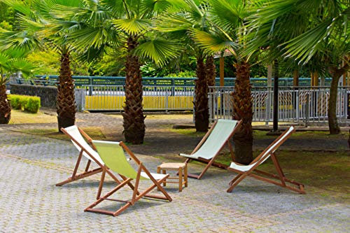5 Frische Samen - Hanfpalme - Trachycarpus Fortunei – Dekorative winterharte Palme