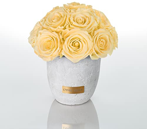 EG EMMIE GRAY Solid Infinity Collection - Traumhafte Infinity Rosen, 16 Stück, Betonvase mit echten, konservierten Rosen, edle Premiumrosen - Größe S (Champagne)