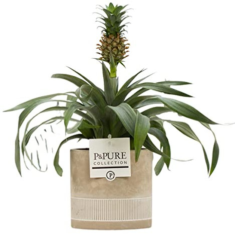 Pineapple Plant (Ananas) with Pot, Houseplant Real Indoor Plant for Office, Home, Bedroom, Kitchen and Living Room, Perfect for Clean Air, Delivered Next Day