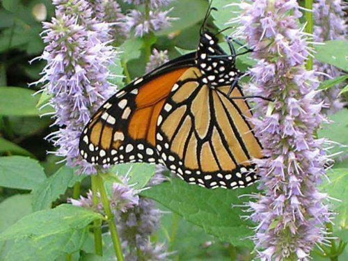 500 PURPLE ANISE HYSSOP (Licorice Mint / Blue Giant) Agastache Foeniculum HERB Flower Seeds by Seedville