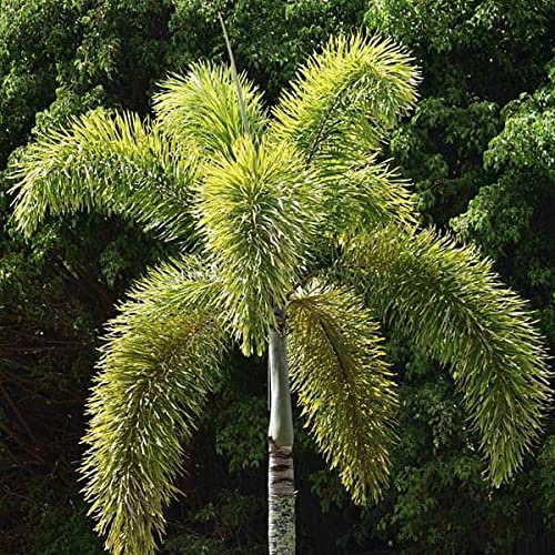 10 FUCHSSCHWANZ Palme Wodyetia bifurcata die besten Samen sind von Hawaii Easy Grow