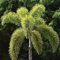 10 FUCHSSCHWANZ Palme Wodyetia bifurcata die besten Samen sind von Hawaii Easy Grow