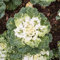 200 pcs Grünkohl Samen - pflanzensamen gemüse, seed Grünkohl Pflanzen, Brassica oleracea alte gemüsesorten samen, kräutergarten bio gemüsesamen geschenk garten samen gemüse alte sorten,