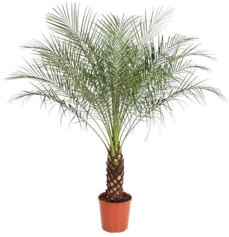 Zwerg Zimmerpflanze Ø32 cm 150 cm | tropische Grünpflanze für Wohnzimmer, Büro und helle Standorte, pflegearm, für Wohnraum und Arbeitsplatz, dekorativer Wuchs