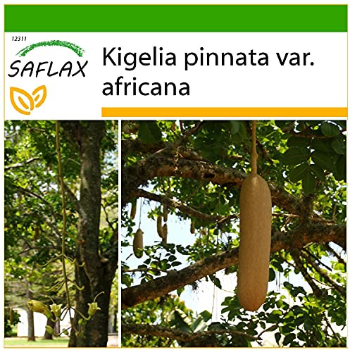 SAFLAX - Árbol de las salchichas - 10 semillas - Con sustrato estéril para cultivo - Kigelia pinnata