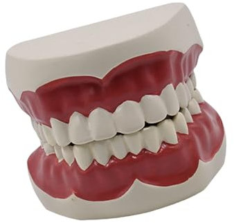 Zahnseide Modell Standard Lehrmodell Zahnärzte Typodont Standardzahnmodell für Lehrübungen Demonstration