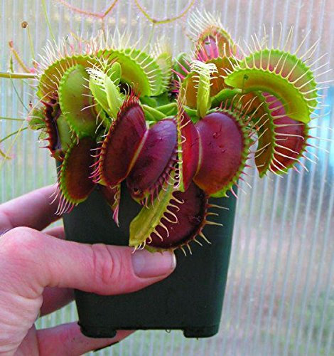 Dionaea Giant Clip Venus Fly Seeds Trap 100 Pieces Insectivore Seed Plant Garden in Pot Bonsai Family White