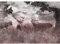 Runa Art Papel tapiz fotográfico 396 x 280 cm ciervos naturales | Lana Decoración De Pared Sala Cuarto | Fabricación alemana | Violeta 9272012c