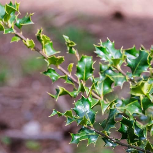 stechpalme samen dekopflanzen balkongarten heckenpflanzen winterhart, indoor garten topfpflanzen garten geschenke für männer, steingartenpflanzen winterhart baumsamen gartenpflanzen 60pcs