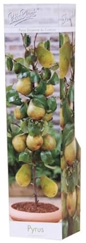 Patio Collection - Doyenne Du Comice Pear Tree - Potted Tree in 10 cm Pot - Self-Fertile pear varietiy - Winter Hardy Fruiting