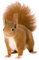Fenstersticker No.298 Eichhörnchen II Eichhörnchen wald süß tier nagetier Fenstersticker Fensterfolie Fenstertattoo Fensterbild Fenster-Deko Fensteraufkleber Fensterdekoration Glas-Sticker Größe: 30cm x 18cm