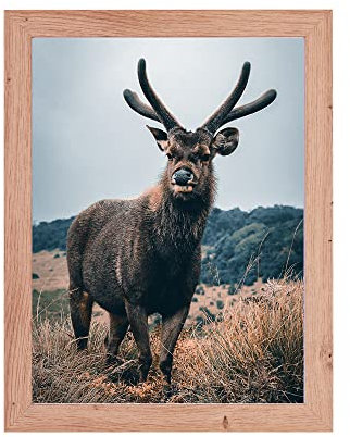 Rahmendesign24 Posterrahmen Milano 50x70 Eiche natur Fotorahmen, Wechselrahmen, Bilderrahmen, Puzzlerahmen