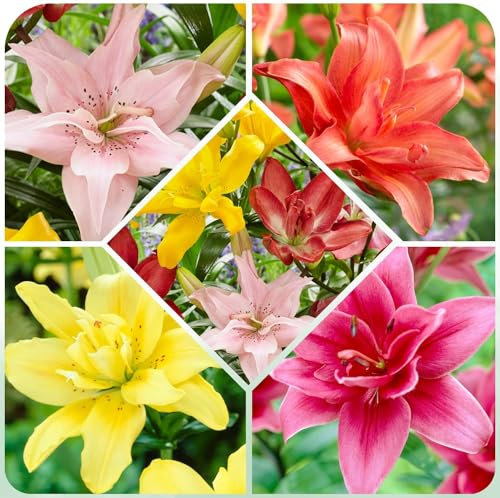 Colección de bulbos de lirio asiático surtidos, paquete de 15 piezas en 5 variedades y colores, mezcla de bulbos de lirio resistente al invierno de Holanda para plantar en el jardín).