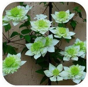 14 : Vine Clematis Potted Clematis Garden Flowers, Clematis Seeds, 20 Seeds/Bag