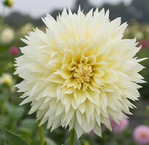 Dahlienknollen - Canary Fubuki - Zartgelbe Dahlie - 10 Knollen