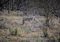 hansepuzzle 75418 - Luchs Puzzle 130 Teile | Tierwelt Puzzle mit hochwertiger Puzzle Aufbewahrung: Kartonbox und wiederverschließbarem Beutel | Puzzle-Maße: 28,7 x 20 cm