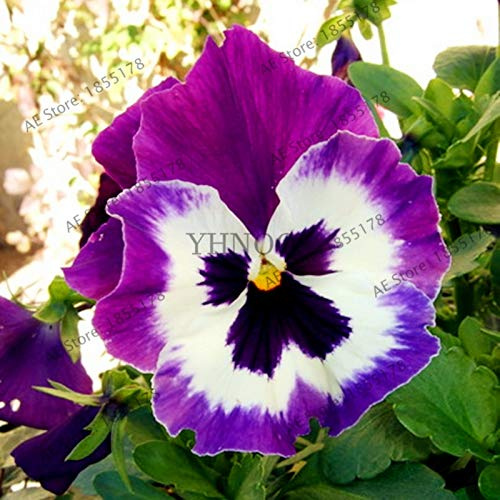 Kalash Neue 100 PC Climbing Clematis (nicht Glühbirne) Samen für die Garten Violet rosa