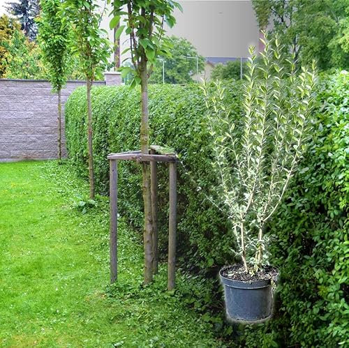 Hecken Helge/Ovalblättriger Liguster / 60-80 cm / 10 Stück / 3 Meter
