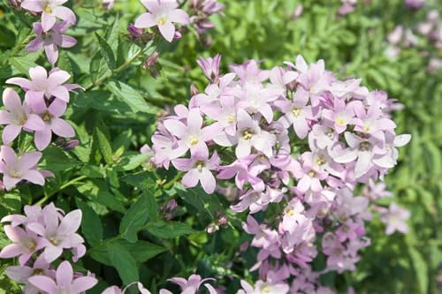 Campanula lactiflora 'Loddon Anne' 9x9 cm Topf – Winterhart, Mehrjährig, Pflegeleicht – Glockenblume – Staude für Beet & Rabatte