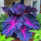 Bulbos de oreja de elefante - Planta tropical de hojas grandes - Ideal para jardín o maceta - Ornamental perenne-3bulbos