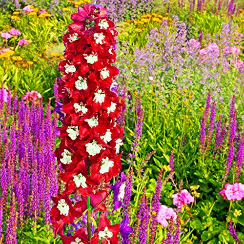 100pcs/bag Rittersporn Samen gemischt Consolida ajacis Delphinium Blumen Pflanze Rittersporn Bunte Rakete für den Heimgarten 2