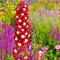 100pcs/bag Rittersporn Samen gemischt Consolida ajacis Delphinium Blumen Pflanze Rittersporn Bunte Rakete für den Heimgarten 2