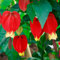 Abutilon Megapotamicum Bushy Deciduous Outdoor Garden Flowering Tropical Shrub (20-30cm (Incl. Pot))