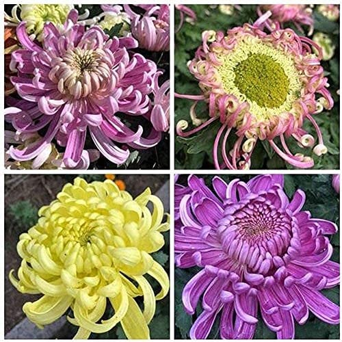 200 Stück Chrysantheme Samen Erbstück Blumen Gartenblüte Pflegeleicht Natürliches Wachstum Herbstblühende Dekoration Innenhofterrasse