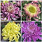200 Stück Chrysantheme Samen Erbstück Blumen Gartenblüte Pflegeleicht Natürliches Wachstum Herbstblühende Dekoration Innenhofterrasse